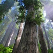 Bridge Street Theatre Concludes 2017 Season with Lanford Wilson's REDWOOD CURTAIN