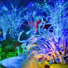 Tickets on Sale Oct. 1 for GARDEN LIGHTS, HOLIDAY NIGHTS at the Botanical Garden