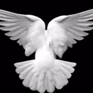 Jermyn Street Theatre Presents the World Premiere of ANYTHING THAT FLIES