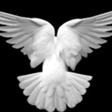 Jermyn Street Theatre Presents the World Premiere of ANYTHING THAT FLIES