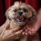 Fortune's Fool To Produce THE LADY WITH A LAP DOG