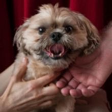 Fortune's Fool To Produce THE LADY WITH A LAP DOG