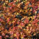 FLORA INTERPRETATIONS Photography Exhibition Opens at Kean University