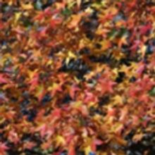 FLORA INTERPRETATIONS Photography Exhibition Opens at Kean University