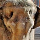 L.A. Zoo's World Elephant Day Celebration Features Opportunities to Explore and Learn