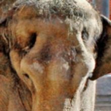 L.A. Zoo's World Elephant Day Celebration Features Opportunities to Explore and Learn