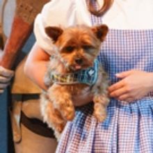 Photo Flash: The Wizard of Oz at the Wilson Theater