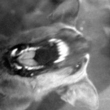 REBELLION DOGS Returns to the Stage Tonight at BAX/Brooklyn Arts Exchange