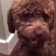 Kristin Chenoweth Dedicates Song to Her Misbehaved Pup and Donates Proceeds to ASPCA