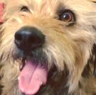 Revised Civic Theatre and Indy Humane Partner for ANNIE