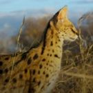 BBC America Earns Record 10 Emmy Nominations for Groundbreaking Documentary Series PLANET EARTH II