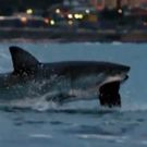 Michael Phelps Raced a Great White During SHARK WEEK - Guess Who Wins!