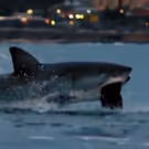 Michael Phelps Raced a Great White During SHARK WEEK - Guess Who Wins!