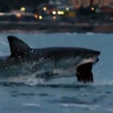 Michael Phelps Raced a Great White During SHARK WEEK - Guess Who Wins!