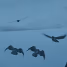 GAME OF THRONES Season Finale to Be Longest Episode in Series History
