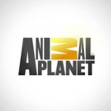 Animal Planet Presents SURVIVING HARVEY: ANIMALS AFTER THE STORM, Today