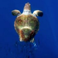 VIDEO: First Look - BBC America's PLANET EARTH: BLUE PLANET II Prequel Video