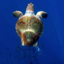 VIDEO: First Look - BBC America's PLANET EARTH: BLUE PLANET II Prequel