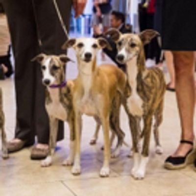 Photo Flash: Whippets Take Over the Garden to Celebrate 125 Years in Westminster Kennel Club Dog Show