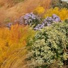 The High Line to Celebrate Fall at the Woodland Edge This October
