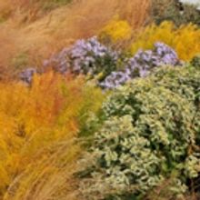 The High Line to Celebrate Fall at the Woodland Edge This October