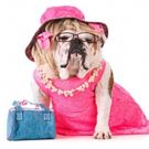 Oh My Dog You Guys! LEGALLY BLONDE to Hold Open Dog Auditions