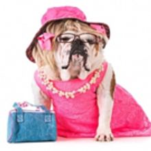 Oh My Dog You Guys! LEGALLY BLONDE to Hold Open Dog Auditions