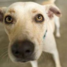 MostFit to Hold 2017 'Pushups for Puppies' Fitness Fundraiser for Southern California