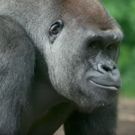 VIDEO: THE LION KING Heads Back to the Bronx Zoo to Visit the Gorillas