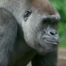 VIDEO: THE LION KING Heads Back to the Bronx Zoo to Visit the Gorillas