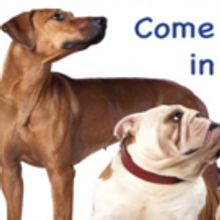 Pet Adoption Day Brings Furry Friends to Westchester Broadway Theatre