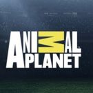 ANIMAL CRIBS with Antonio Ballatore Premieres on Animal Planet 11/3