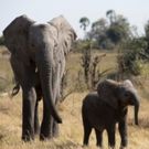 'Naledi: One Little Elephant' Kicks Off NATURE's 36th Season on PBS
