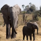 'Naledi: One Little Elephant' Kicks Off NATURE's 36th Season on PBS