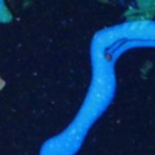 STARBALL Returns Home for an Astronomical Run at West of Lenin