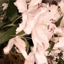 Finborough Theatre Presents Cicely Hamilton's JUST TO GET MARRIED