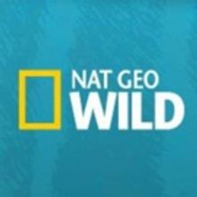 Nat Geo WILD Announces All-New Jawsome 'SharkFest' Programming Slate