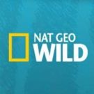 Survivalist Les Stroud Returns to Nat Geo WILD in New Series ALASKA'S GRIZZLY GAUNTLET