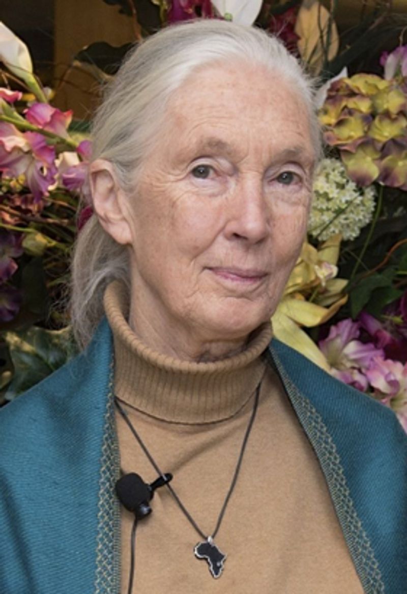 The Old Vic Presents VOICES OFF with Dr. Jane Goodall Image