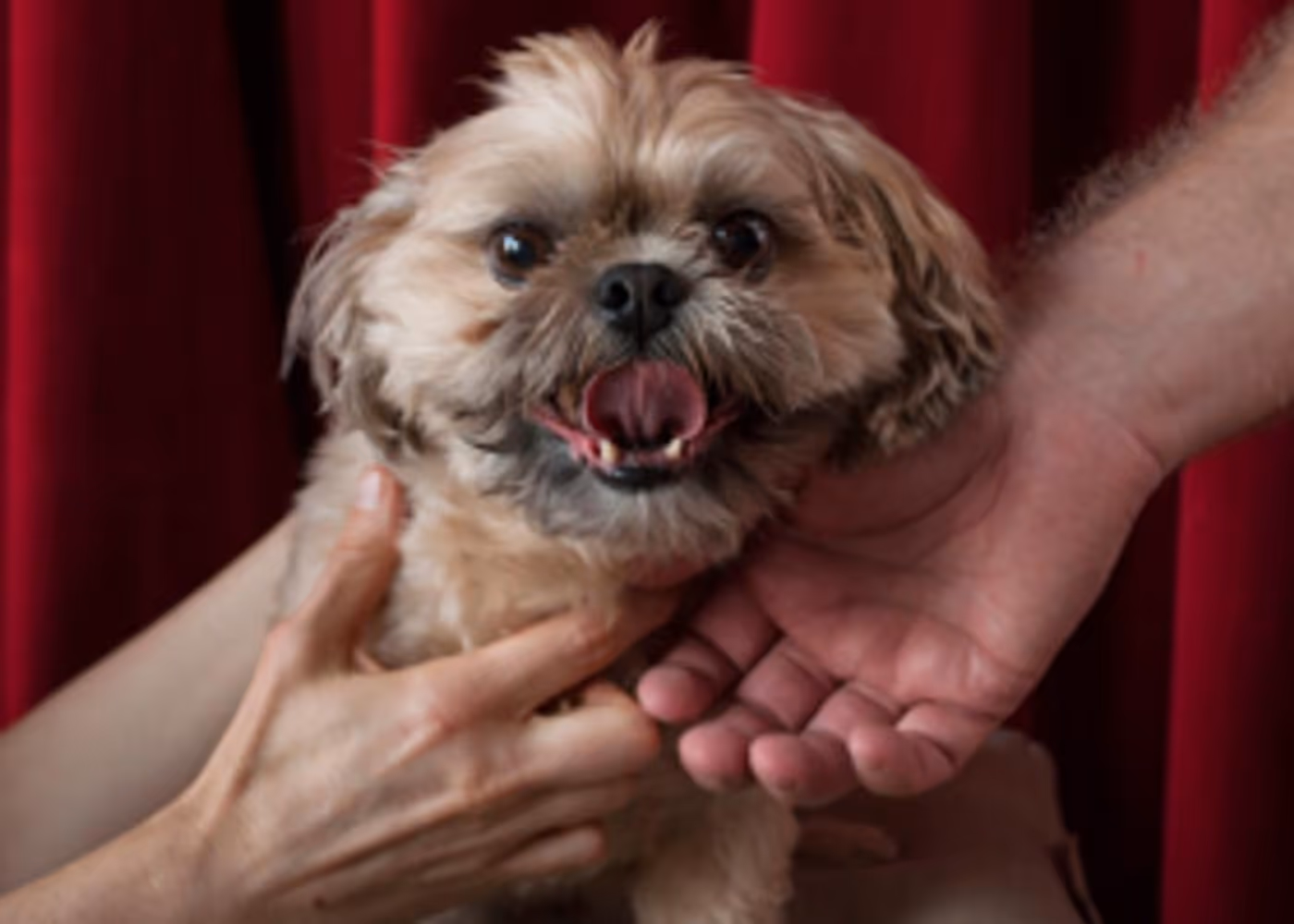 Fortune's Fool To Produce THE LADY WITH A LAP DOG  Image