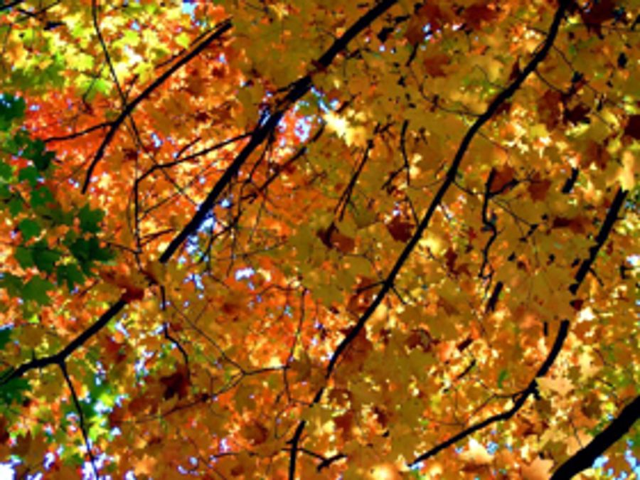 PENNSYLVANIA POCONO RESTAURANTS for Fall Foliage Trips Image