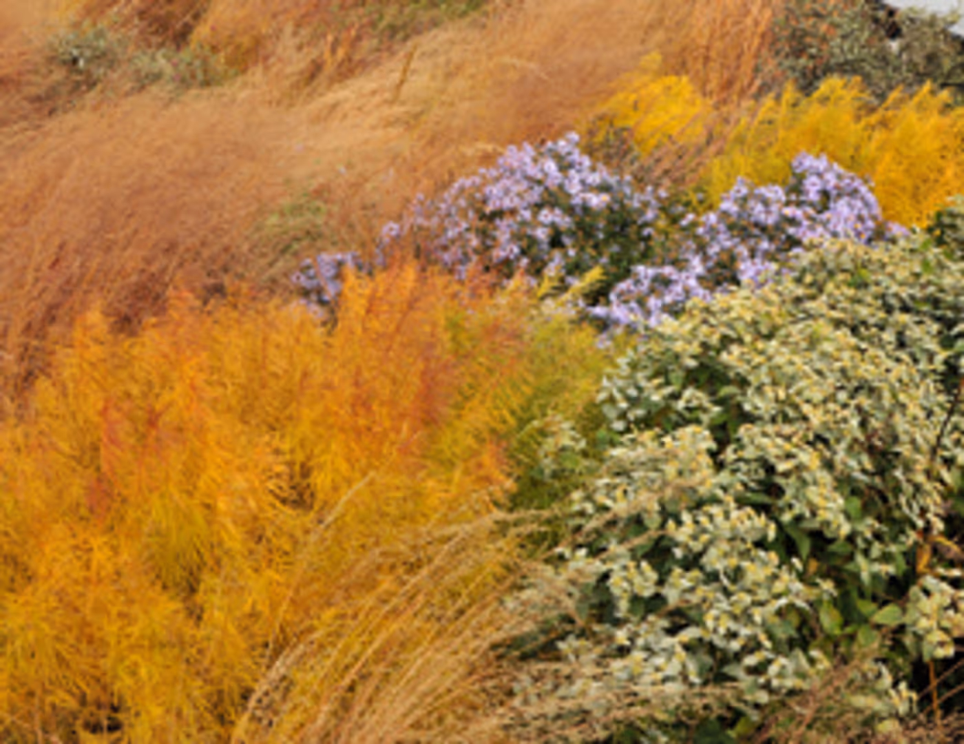 The High Line to Celebrate Fall at the Woodland Edge This October Image