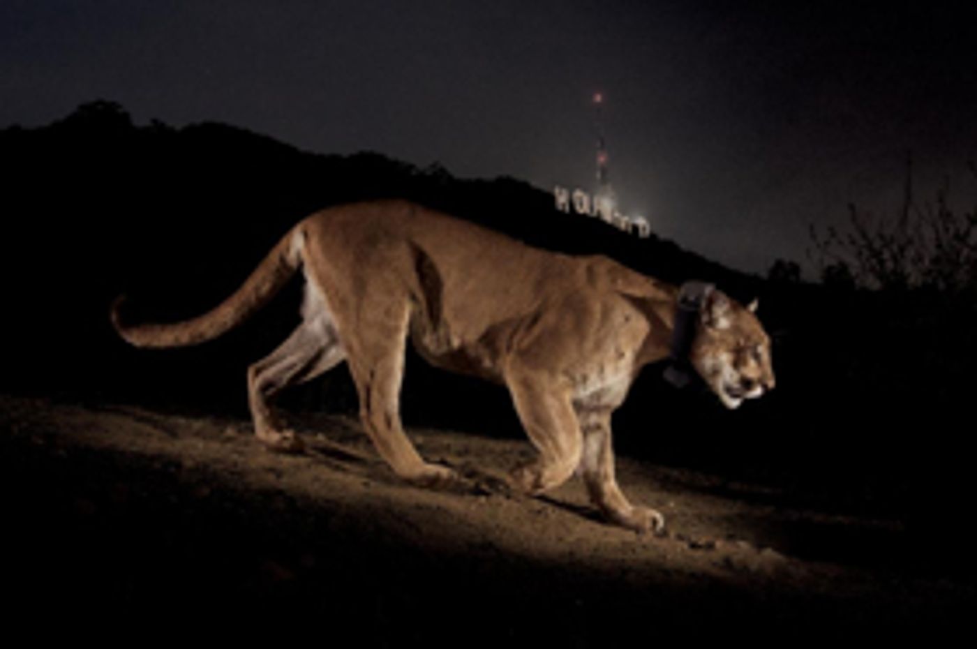 THE CAT THAT CHANGED AMERICA to Screen in Hollywood Image