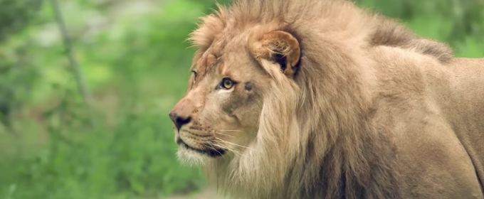 VIDEO: THE LION KING Marks World Lion Day with Visit to the Bronx Zoo Video