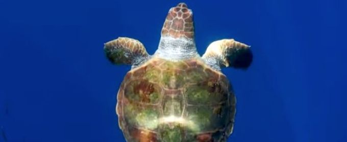 VIDEO: First Look - BBC America's PLANET EARTH: BLUE PLANET II Prequel Video