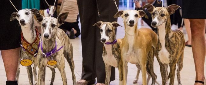 Photo Flash: Whippets Take Over the Garden to Celebrate 125 Years in Westminster Photos