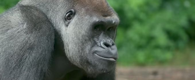 VIDEO: THE LION KING Heads Back to the Bronx Zoo to Visit the Gorillas Video