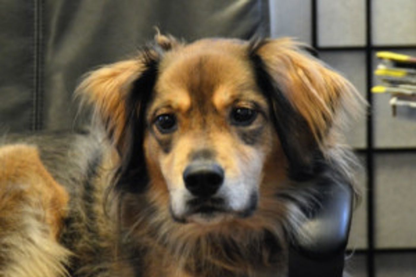 Bravo Bell, Off-Broadway Theatre Dog, Celebrates National Dog Day at the Players Theatre  Image