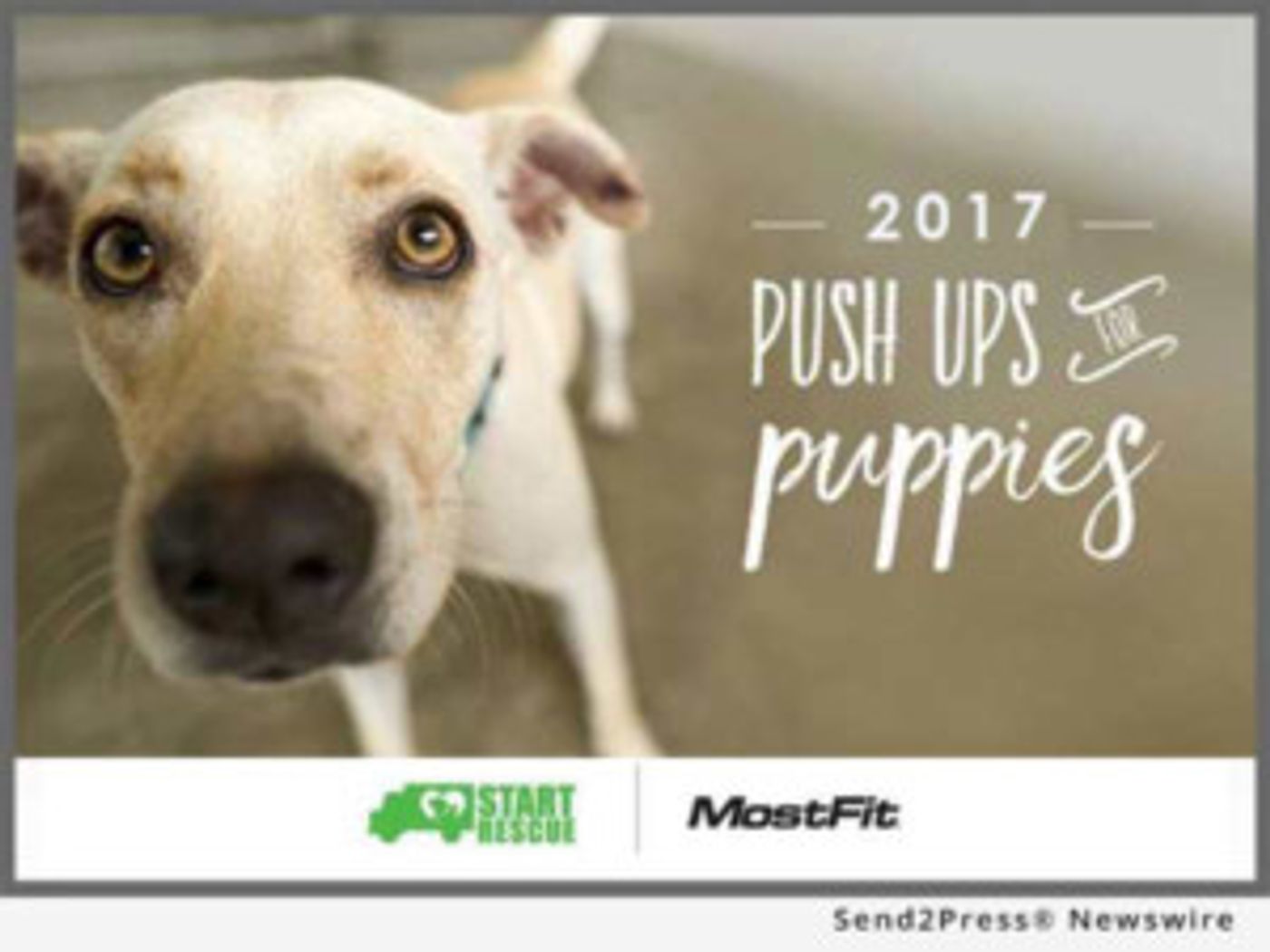 MostFit to Hold 2017 'Pushups for Puppies' Fitness Fundraiser for Southern California Animal Rescue Organization  Image