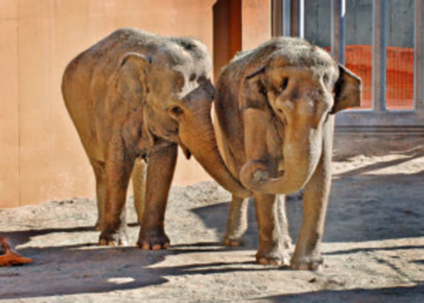 L.A. Zoo's World Elephant Day Celebration Features Opportunities to Explore and Learn Image